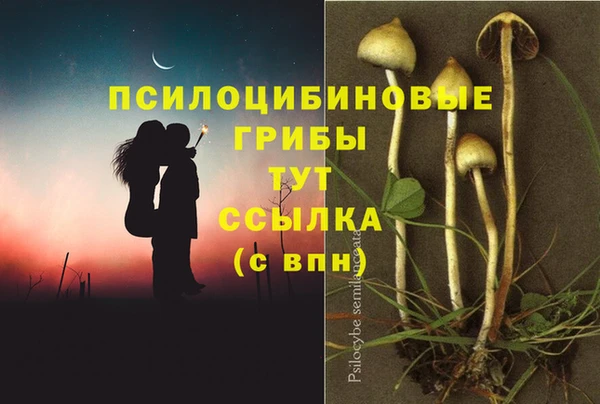 прущие грибы Арсеньев